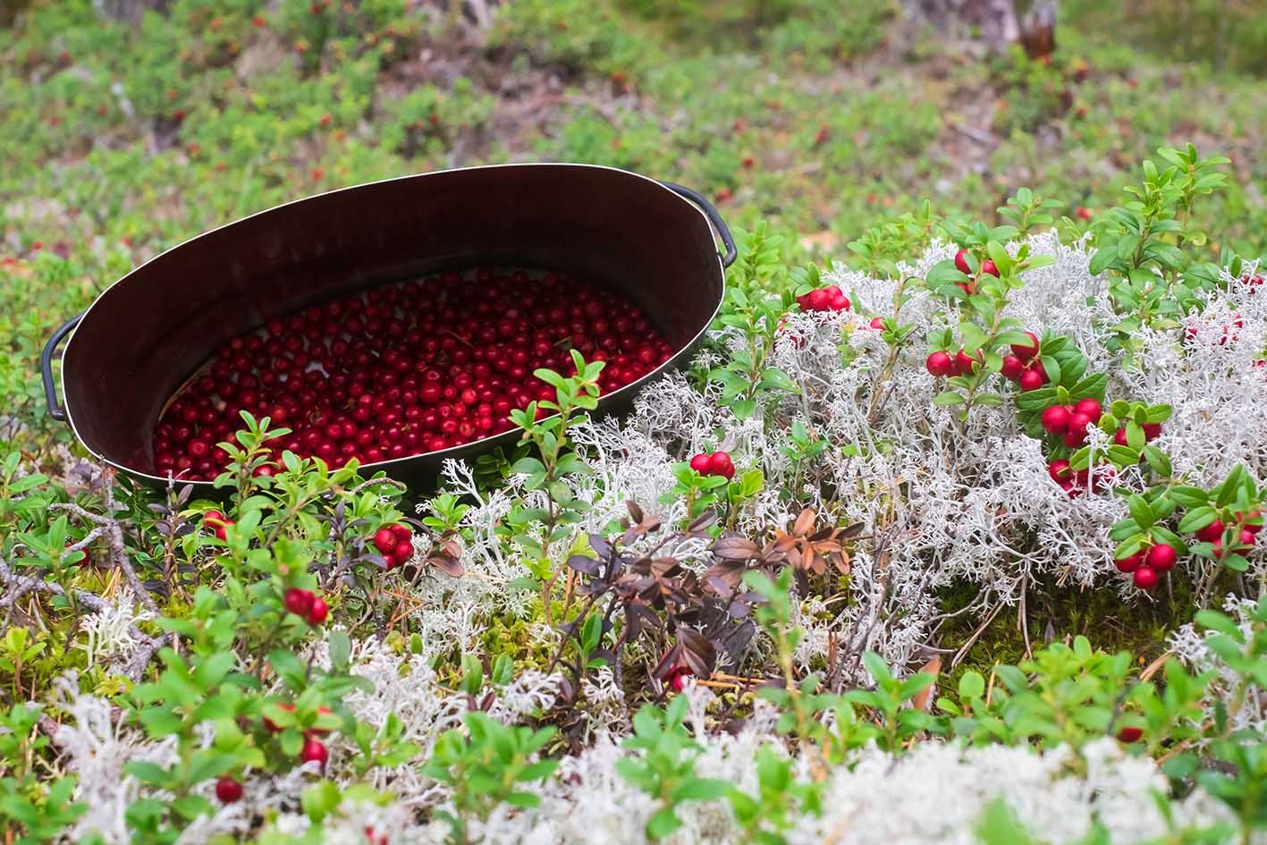 Νέα έρευνα: Γιατί ο χυμός cranberry βοηθά στις λοιμώξεις ουροποιητικού