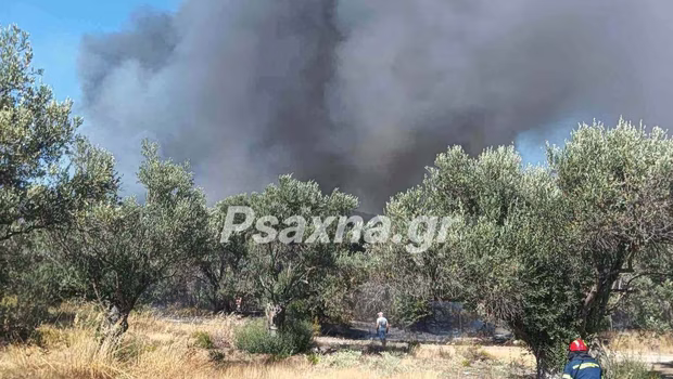Φωτιά στα Πολιτικά Ευβοίας – Αντιμετωπίστηκε σε 30 λεπτά