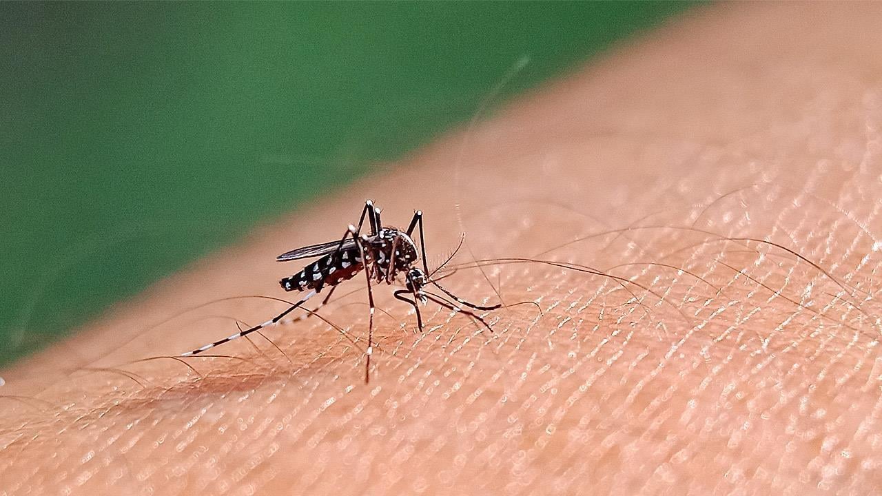 ιός Δυτικού Νείλου: Η φετινή περίοδος θεωρείται μία από τις πιο δύσκολες
