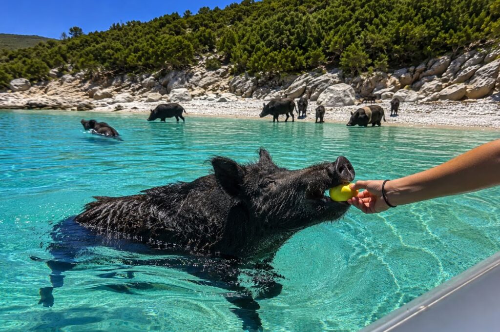 Piggy Island: Καταγγελία για την τουριστική εκμετάλλευση ημιάγριων γουρουνιών – Χτυπήθηκαν από προπέλες