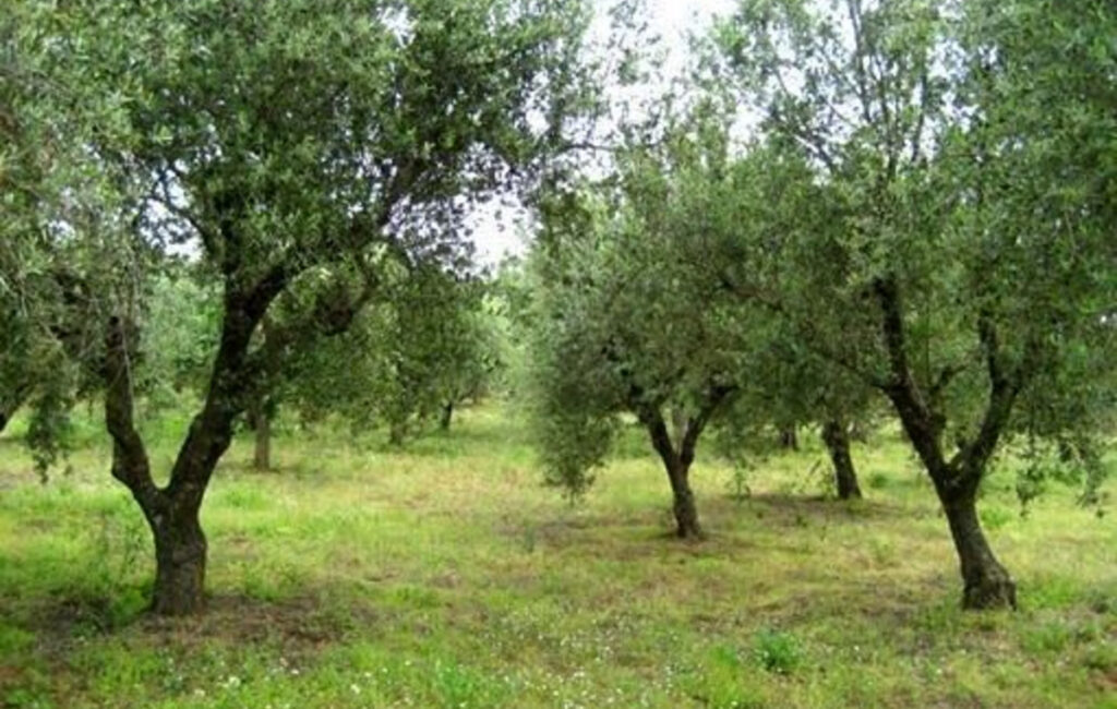 Μαθητές στα Γιαννιτσά μετατρέπουν πάρκο της πόλης σε ελαιώνα